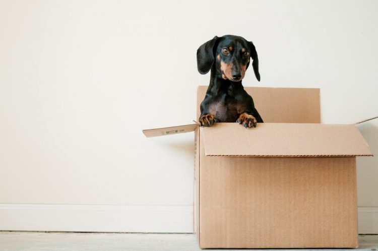 dog in box ebay suspended